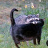 lucykithcart6